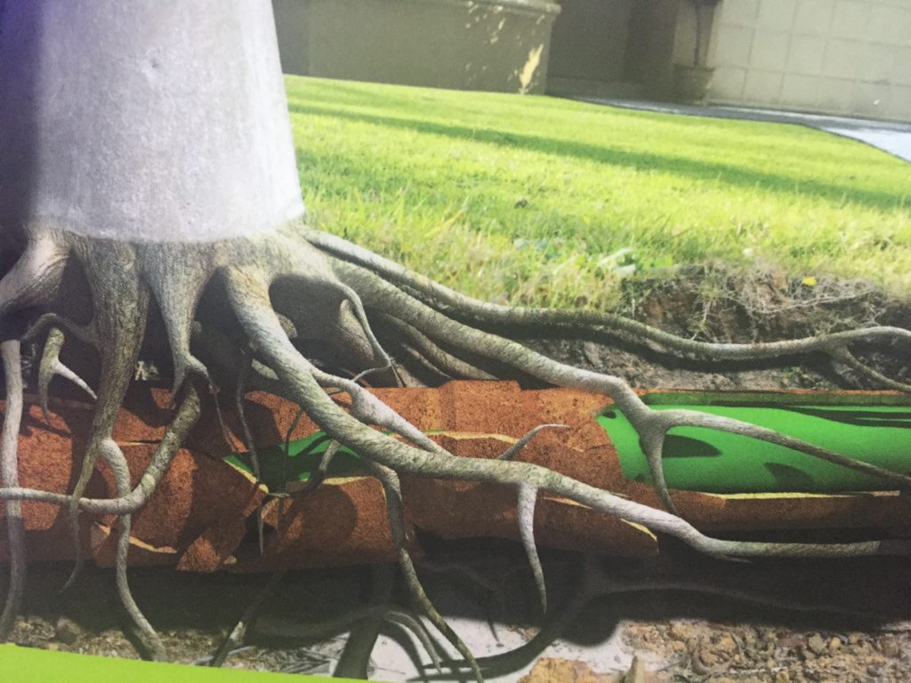 pipes damaged by tree roots